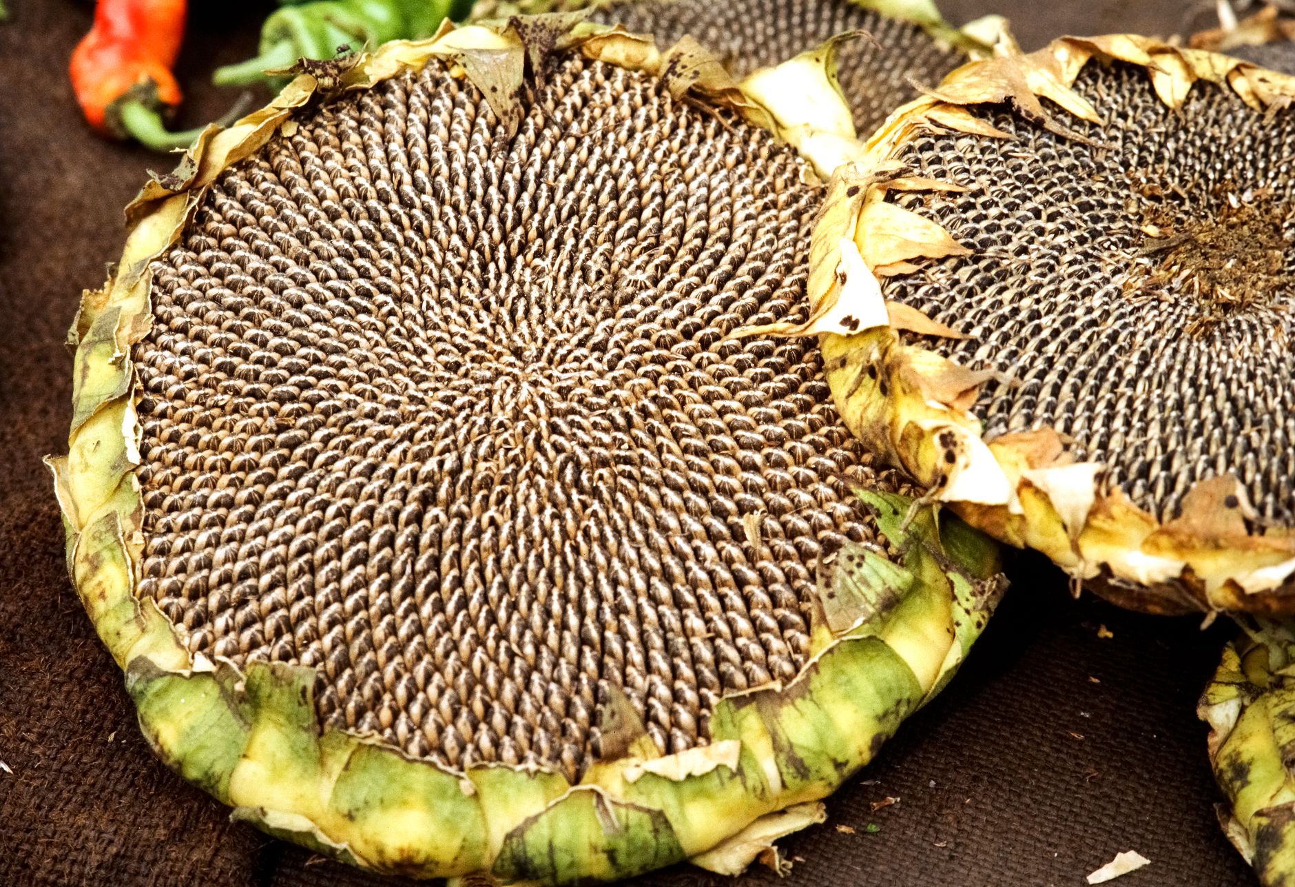 Industrial seed oil processing
